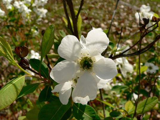 {Exochorda racemosa}
